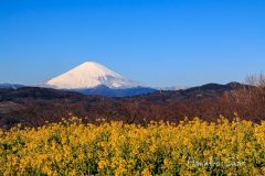 菜の花と富士