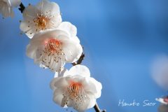 梅