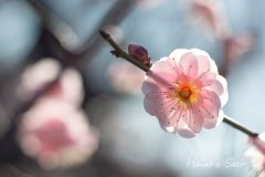 梅