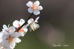 梅