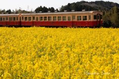菜の花と小湊鉄道