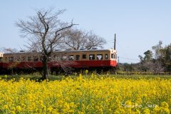 菜の花と小湊鉄道