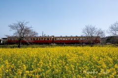 菜の花と小湊鉄道