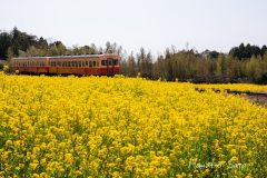 菜の花と小湊鉄道