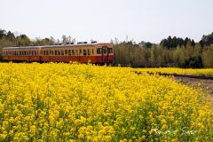 菜の花と小湊鉄道