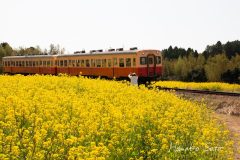 菜の花と小湊鉄道