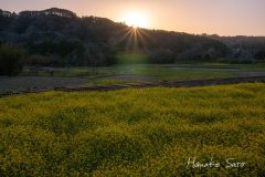 菜の花畑に沈む夕日