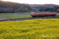 菜の花と小湊鉄道