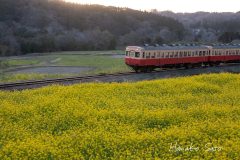 菜の花と小湊鉄道