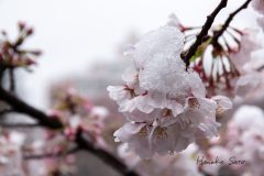 桜に雪