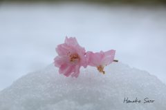 落花