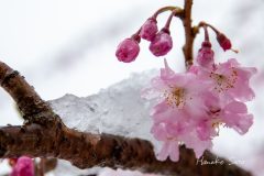 凍える花