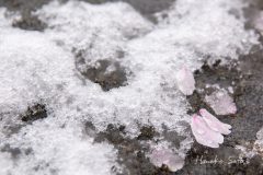 花びら