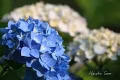 紫陽花