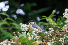 シジュカラ幼鳥