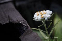 高山植物