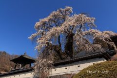 樹齢300年のしだれ桜
