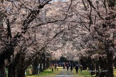 桜並木