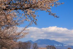桜越しの浅間山