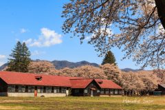 赤い屋根の畜舎と桜