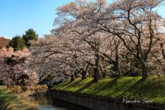 五稜郭の桜