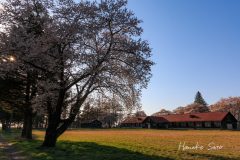 斜光の畜舎と桜
