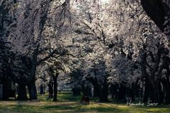 桜