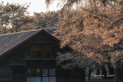 夕日に染まった桜