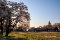 斜光の畜舎と桜