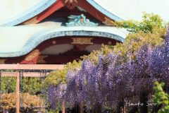 亀戸天神