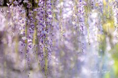 藤の花アップ