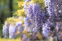 藤の花アップ