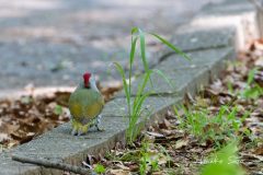 2日目 アオゲラ