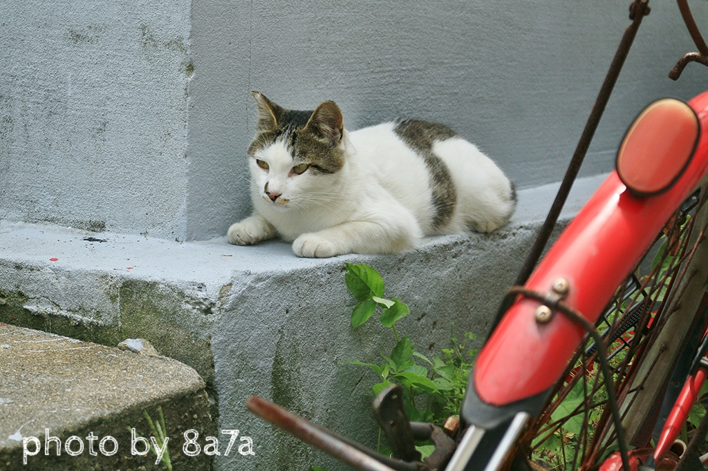 猫島レポート1日目～男木島編～  ハチナナ雑貨