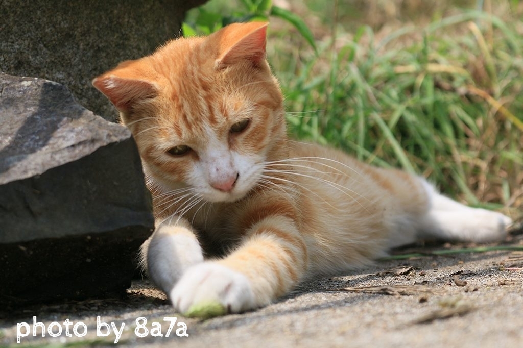 猫島レポート1日目～男木島編～  ハチナナ雑貨