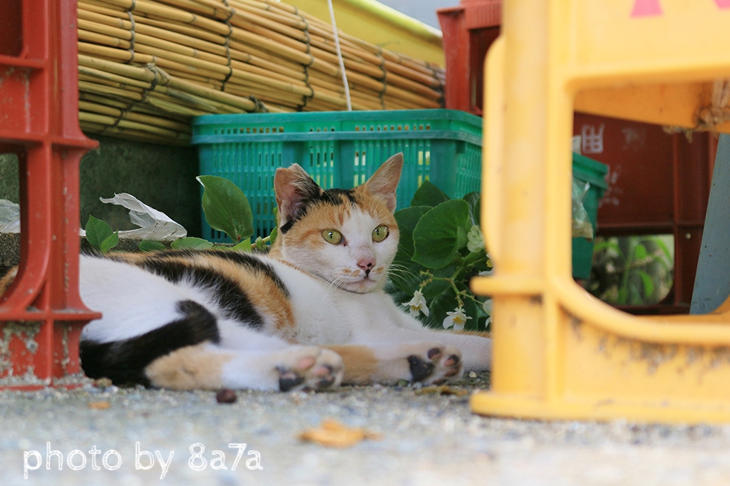 猫島レポート1日目～男木島編～  ハチナナ雑貨