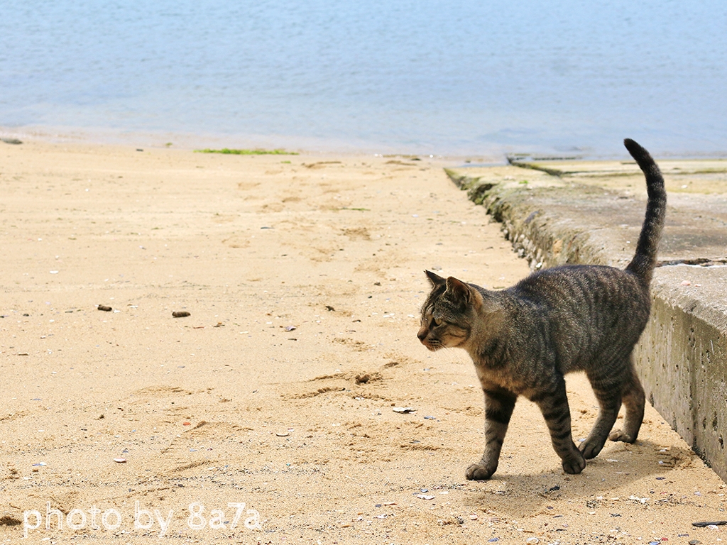 猫島レポート3日目～男木島u0026女木島～  ハチナナ雑貨